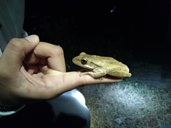Polypedates leucomystax