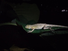 Calotes versicolor
