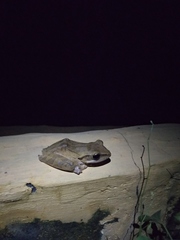 Polypedates leucomystax