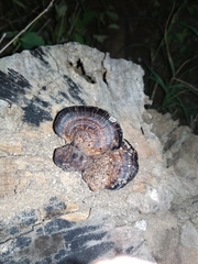 Polyporaceae