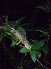 Calotes versicolor