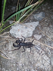 Thelyphonidae
