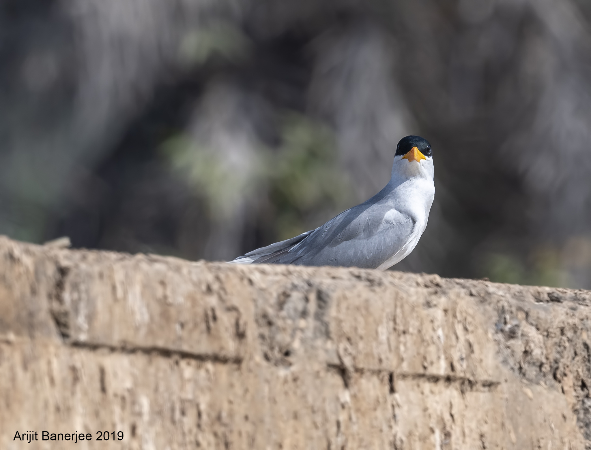 Roseate Tern