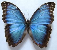 Morpho helenor narcissus
