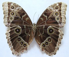 Morpho helenor narcissus