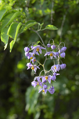 Solanum dulcamaroides
