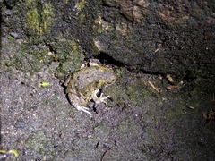 Kaloula baleata