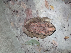 Duttaphrynus melanostictus