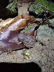 Kaloula baleata