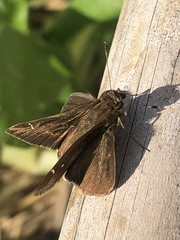 Hesperiinae