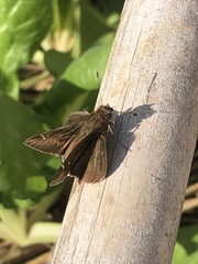 Hesperiinae