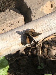 Hesperiinae