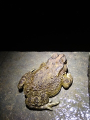 Duttaphrynus melanostictus