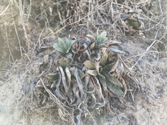Dudleya caespitosa