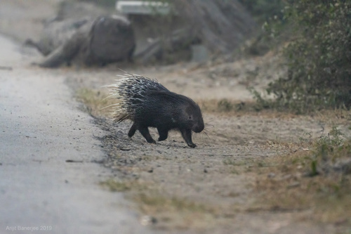 Indian Crested Porcupine