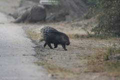 Indian Crested Porcupine photo 5