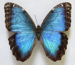 Morpho helenor narcissus
