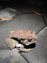 Duttaphrynus melanostictus