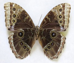 Morpho helenor narcissus