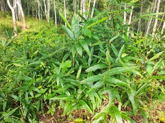 Pseudosasa xishuangbannaensis