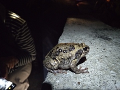 Kaloula baleata