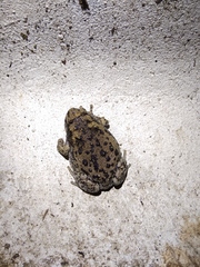 Kaloula baleata