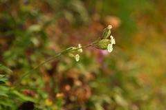Silene parryi