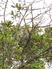 Coracina caesia caesia