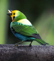 Chlorochrysa nitidissima