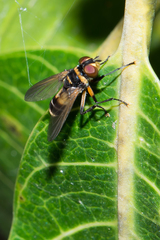 Saralba ocypteroides