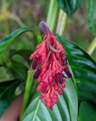 Palicourea triphylla