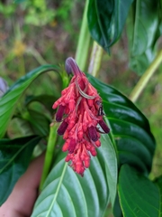 Palicourea triphylla