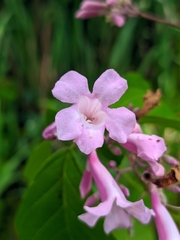Tanaecium