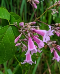 Tanaecium