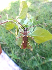 Eburia championi