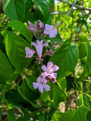 Tanaecium