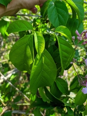 Tanaecium