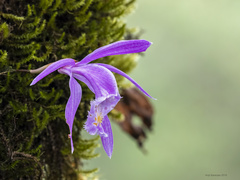 Pleione praecox