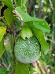 Passiflora riparia