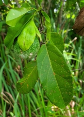 Passiflora riparia