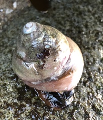 Tegula brunnea