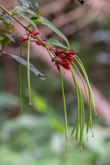 Aeschynanthus bracteatus