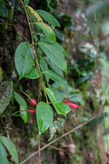 Aeschynanthus bracteatus