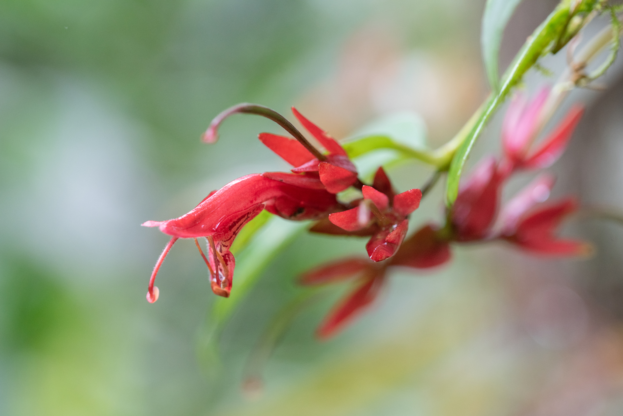 Aeschynanthus bracteatus