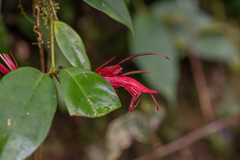 Aeschynanthus bracteatus
