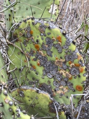 Diaspis echinocacti