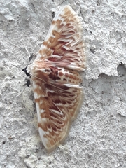 Polygrammodes sanguinalis