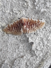 Polygrammodes sanguinalis