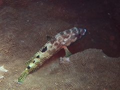 Epinephelus spilotoceps