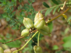 Astragalus neglectus